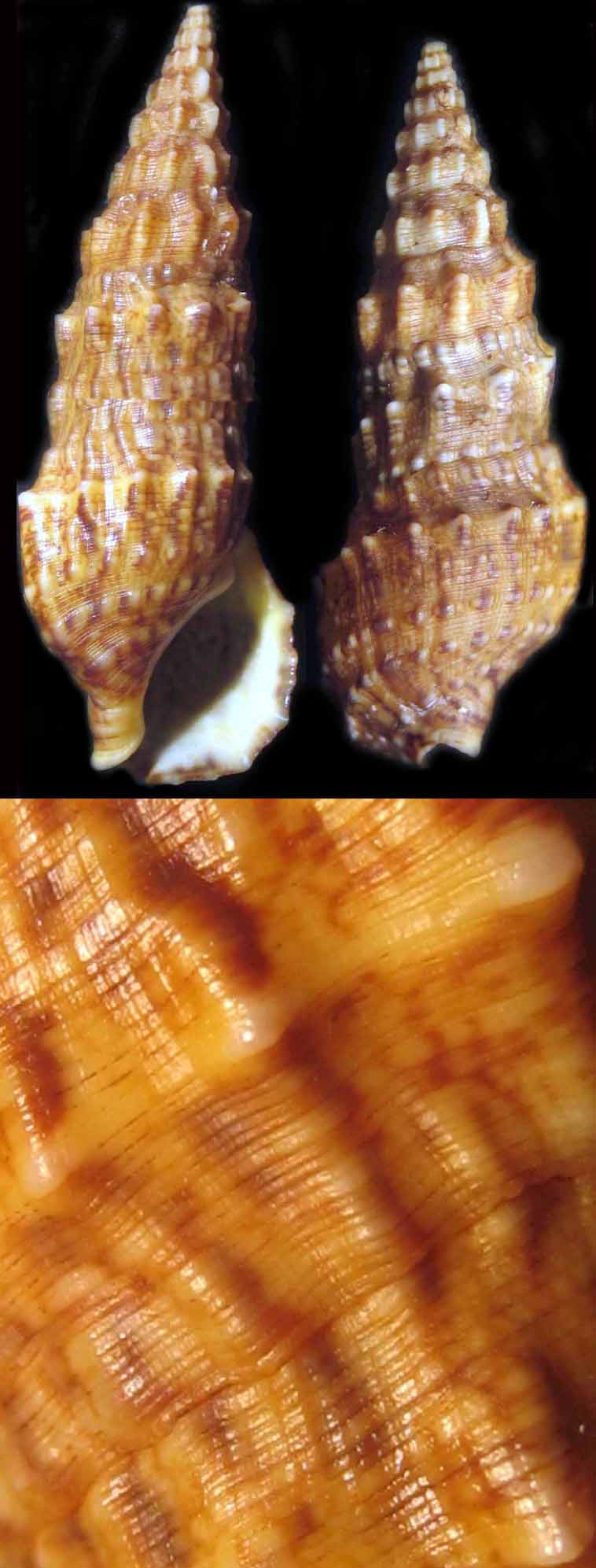 Cerithium vulgatum